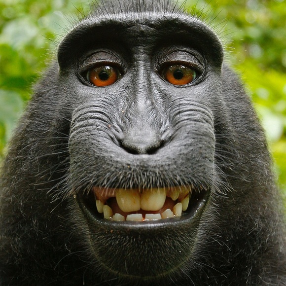 kingjonpaul